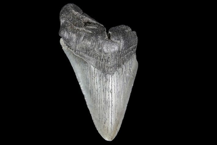 Partial, Fossil Megalodon Tooth #89039